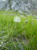 Astrantia pauciflora subsp. pauciflora